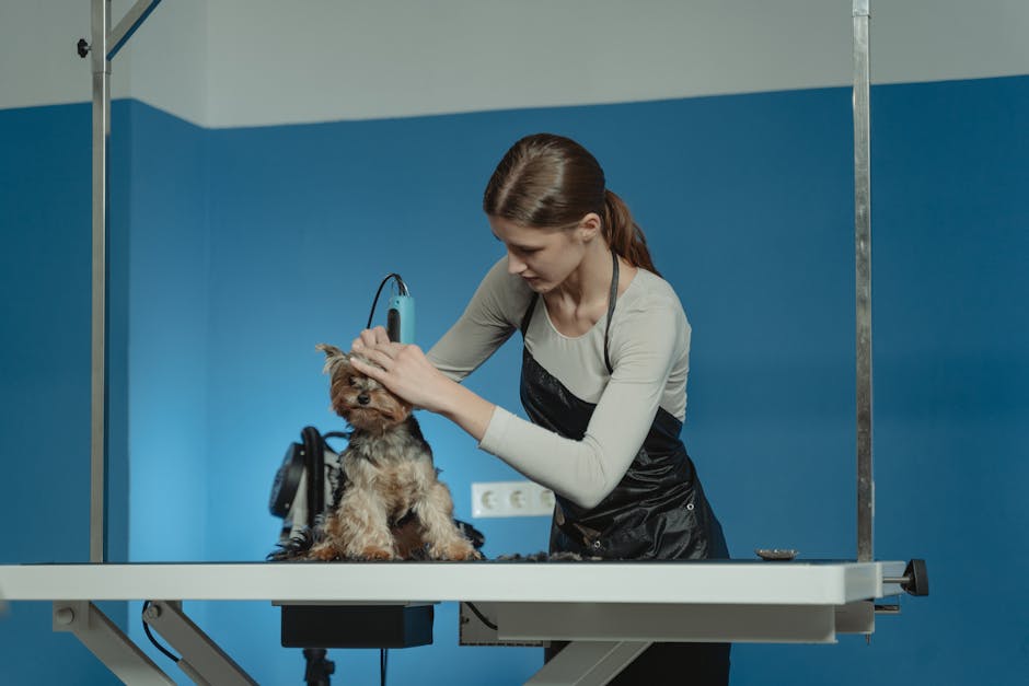 Groomer giving a Yorkshire Terrier a haircut in a grooming salon.
