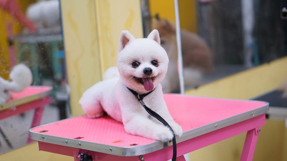 Cute Pomeranian dog freshly groomed on a pink grooming table indoors, looking happy and playful.